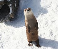 Otter standing upright on sand or snow